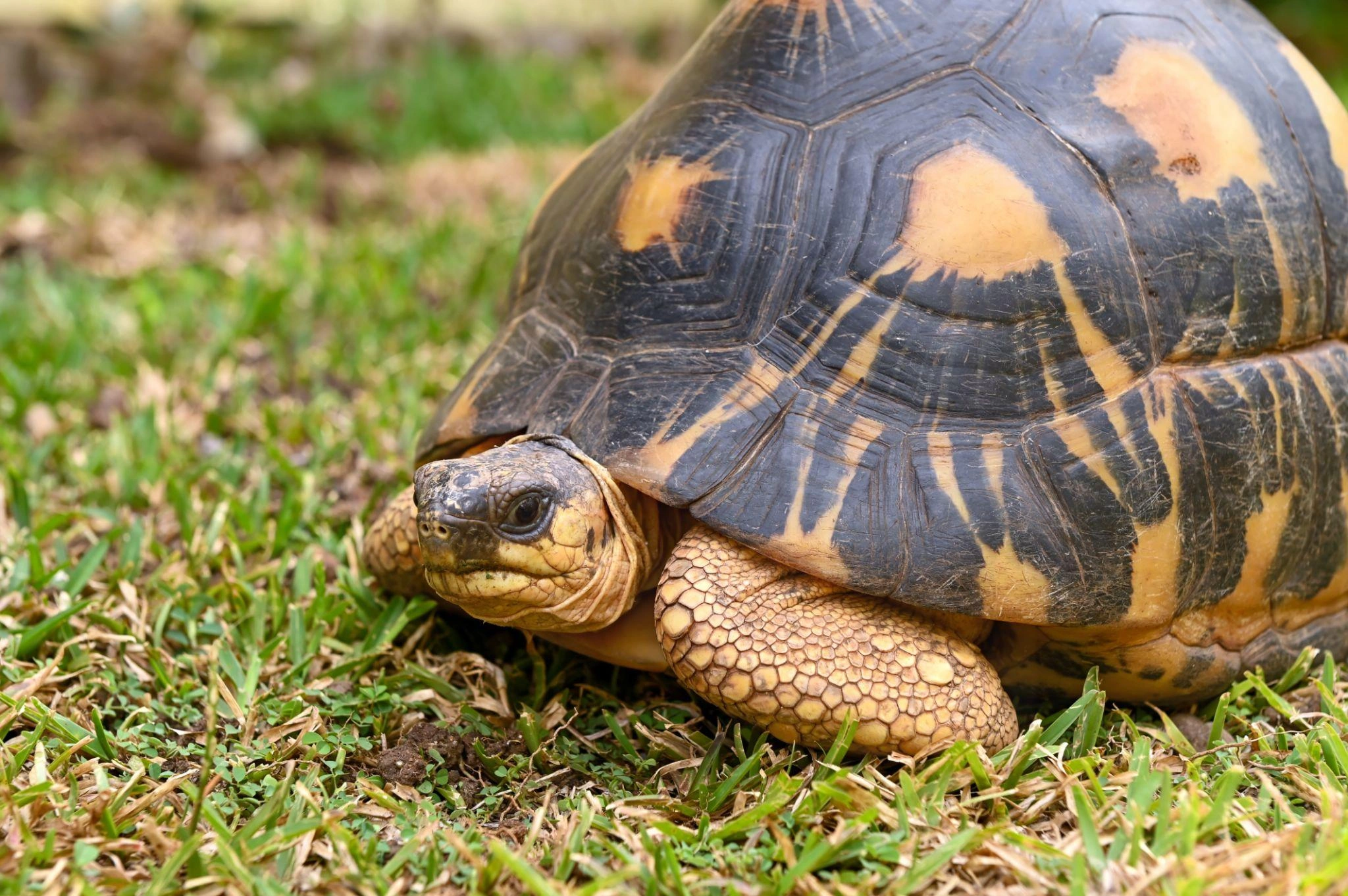 Sokatra tratra tao Ambohimanarina – trafika biby arovana