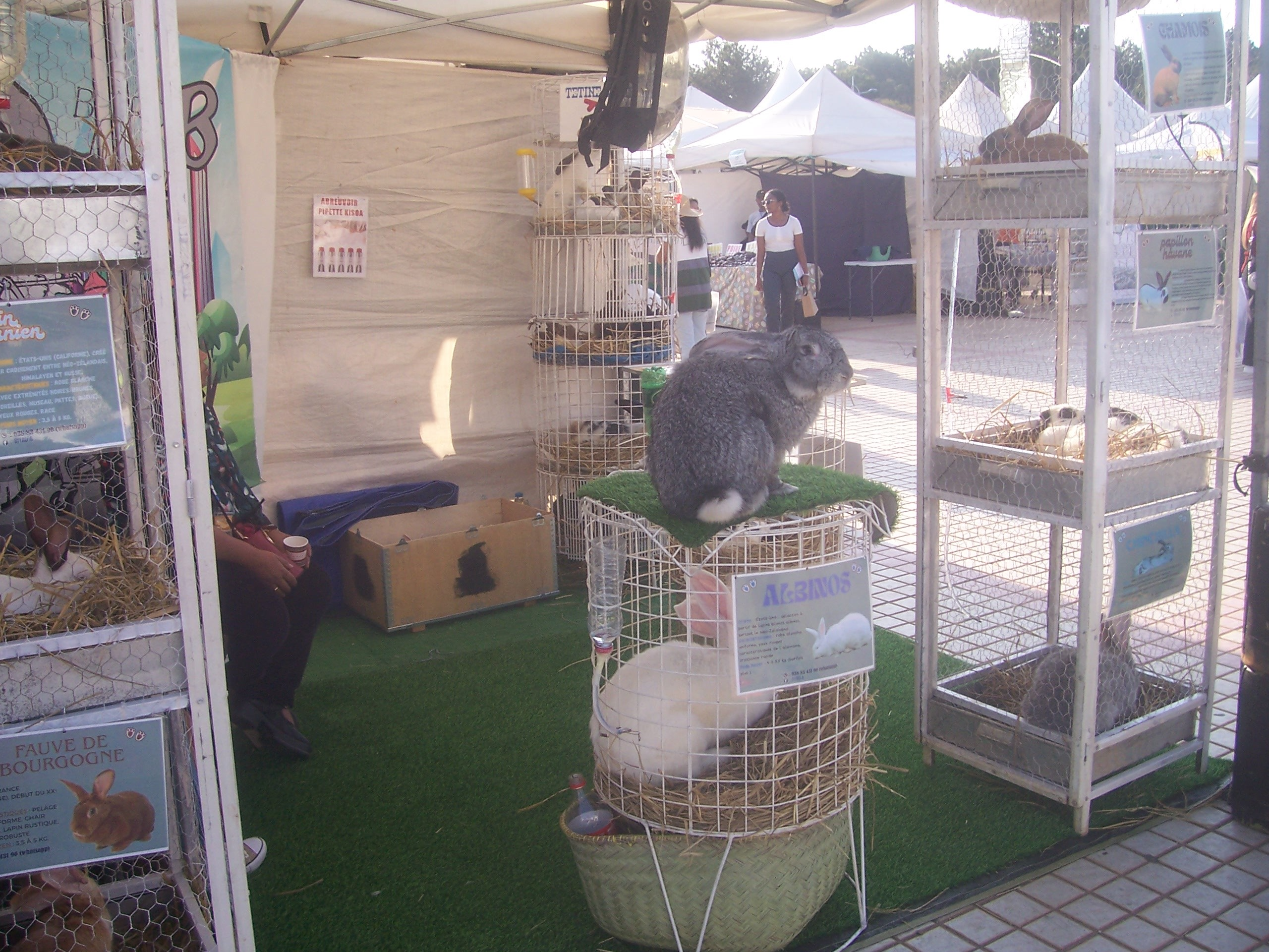 Description de l'image