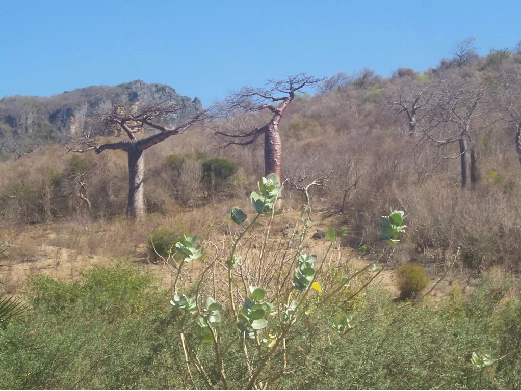Baobab Madagascar