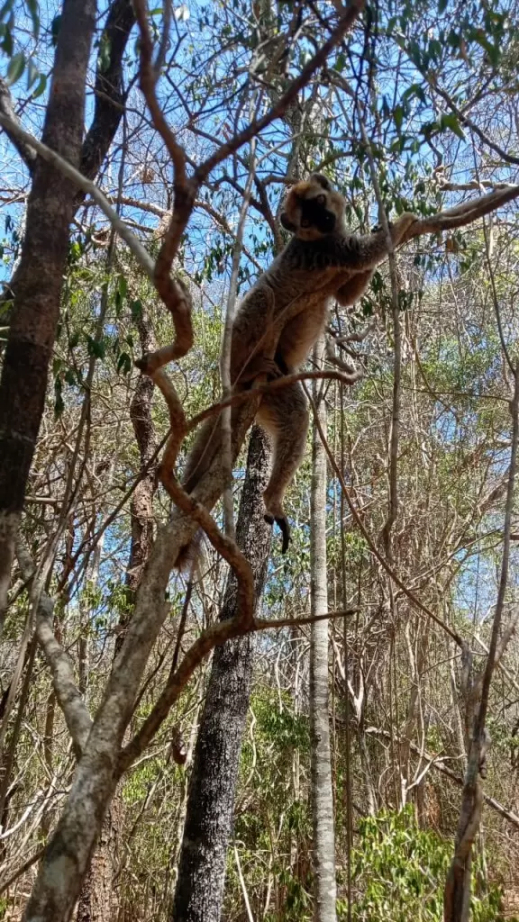 Description de l'image