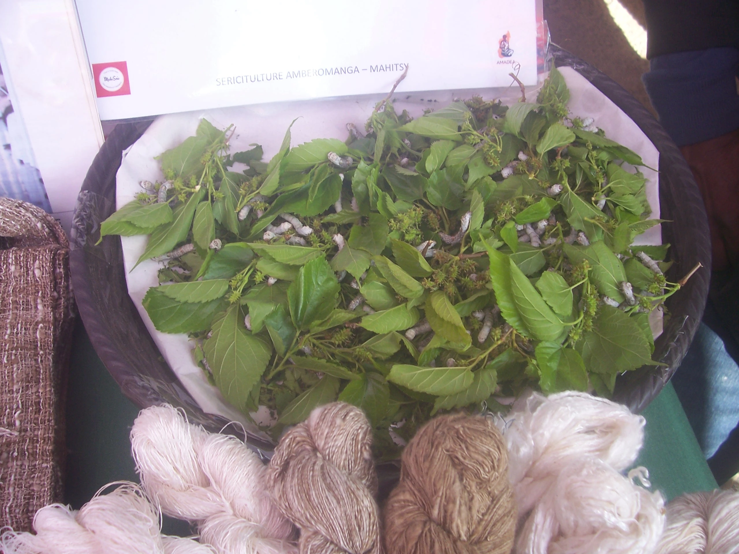 Description de l'image