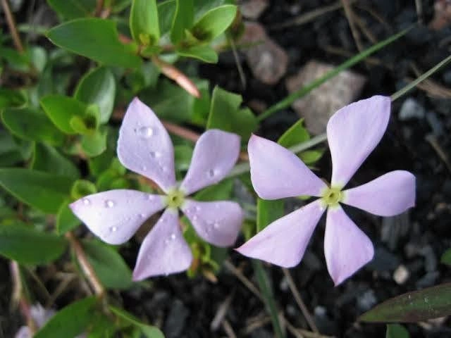 Voanenina - Pervenche de Madagascar