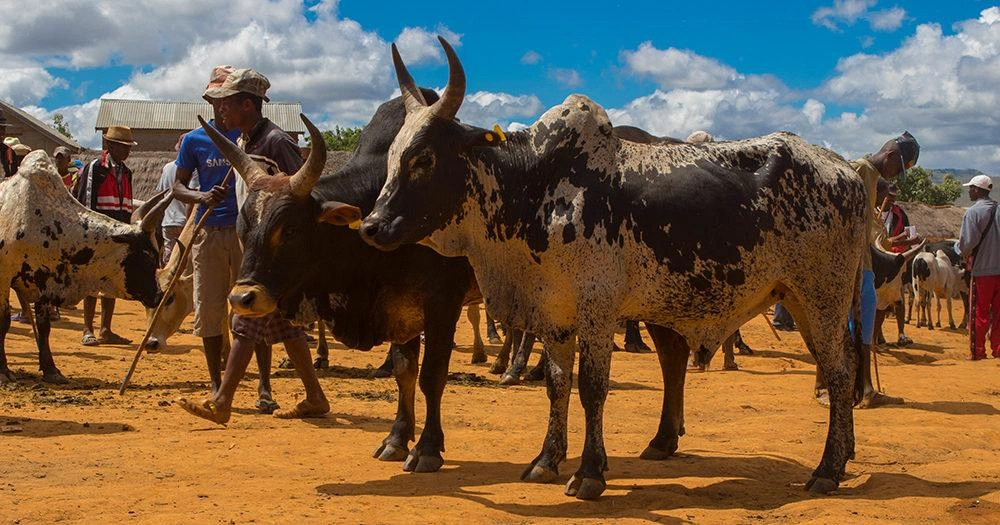 le compagnon musical des bouviers malgaches