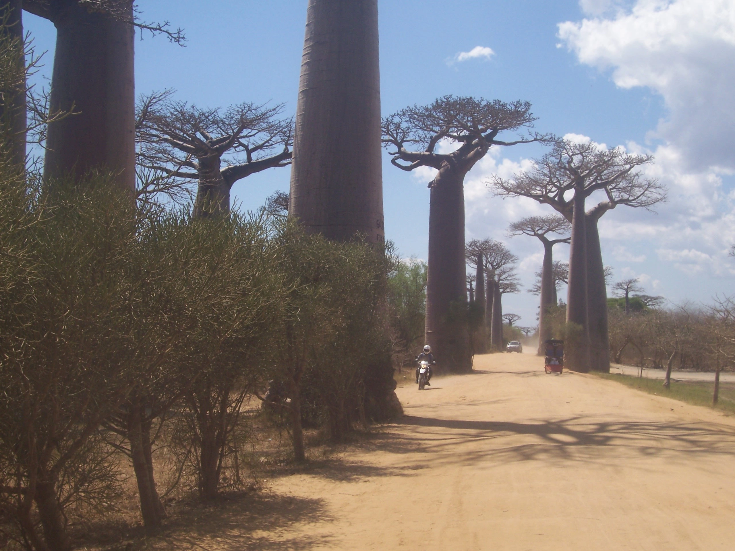 Destination Madagascar - les baobabs séduisent les touristes