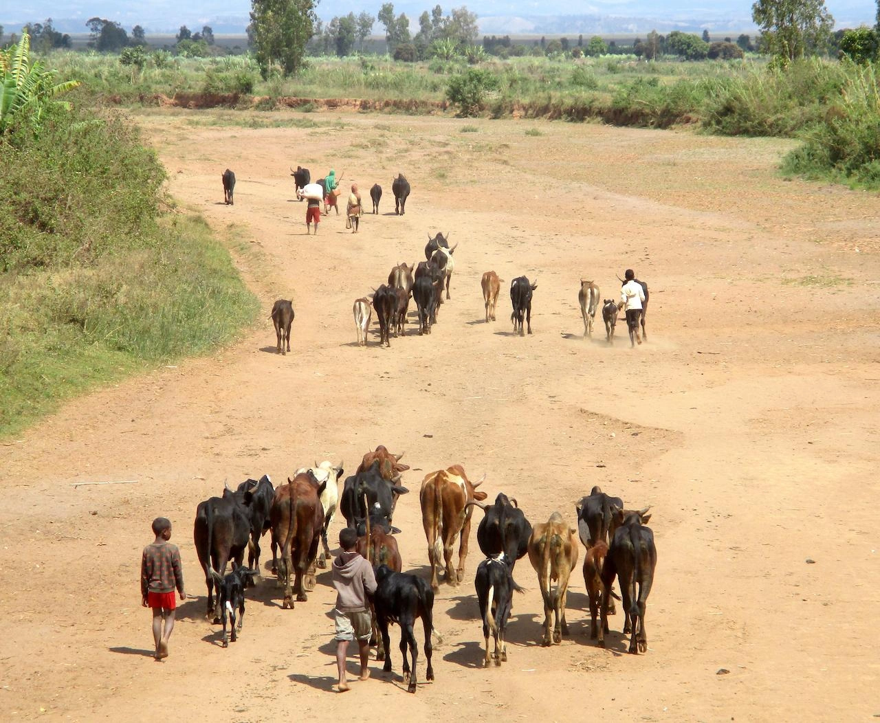 Préparatifs de la Foire Économique d'Alaotra Mangoro