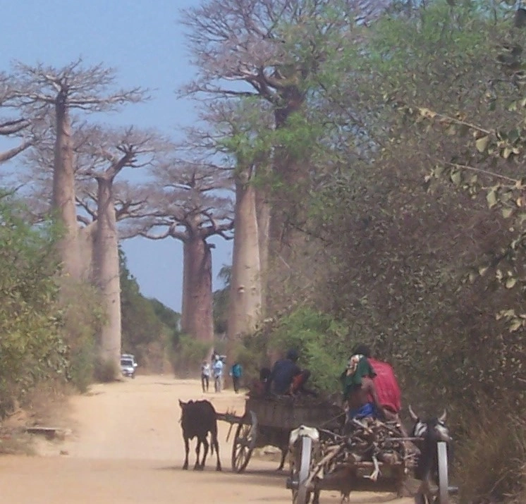 Le guide accompagnateur et les touristes descendent de leur véhicule et parcourent l’Allée des Baobabs à pied