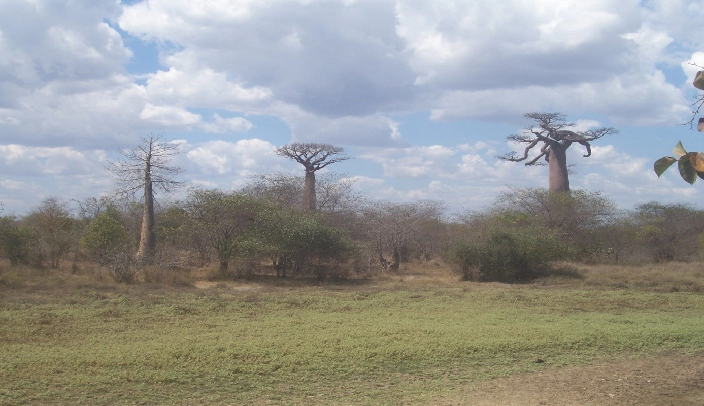 Destination Madagascar - Allée des Baobabs