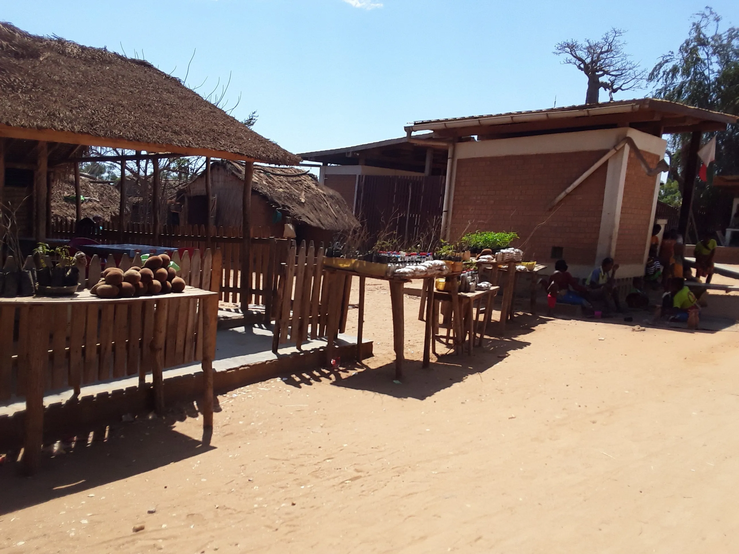 Marché de fruits de baobabs