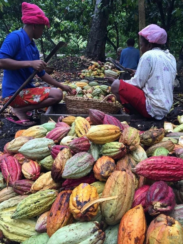 Signature de l'Accord international sur le cacao 2026