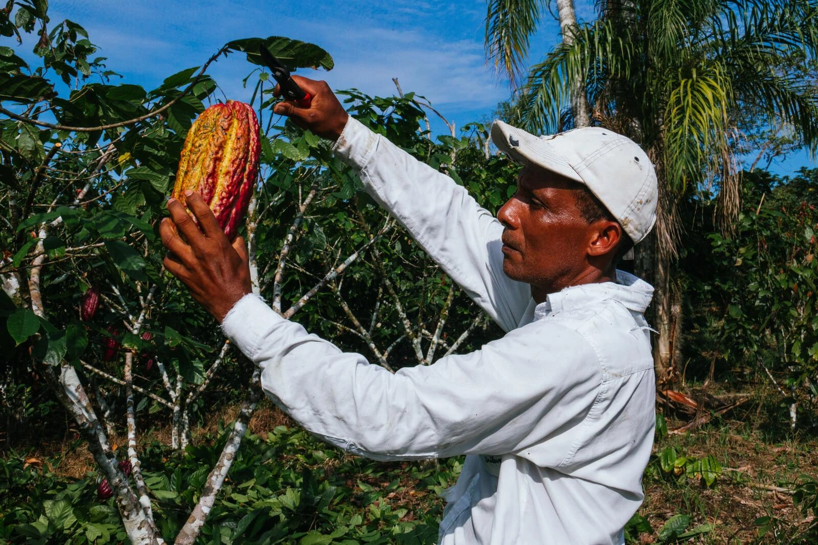Fèves de cacao malgache reconnues « cacao fin ou aromatique »
