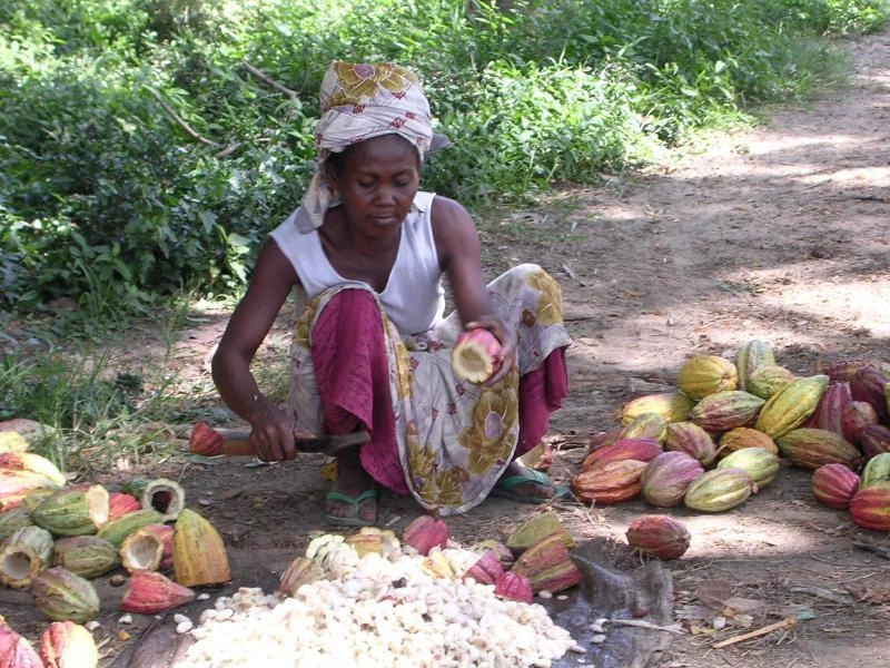 Délégation malgache à Bruxelles pour défendre les producteurs de cacao