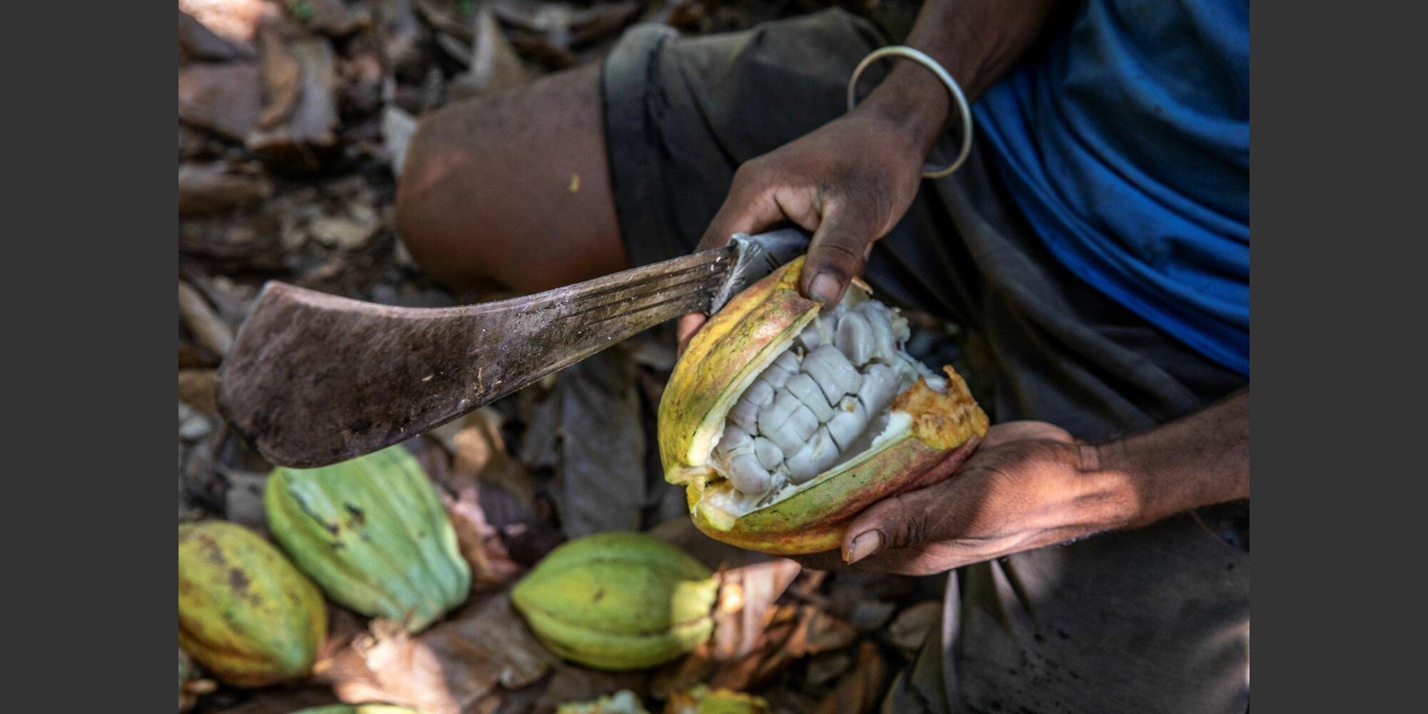 Producteurs de cacao malgaches dans une plantation