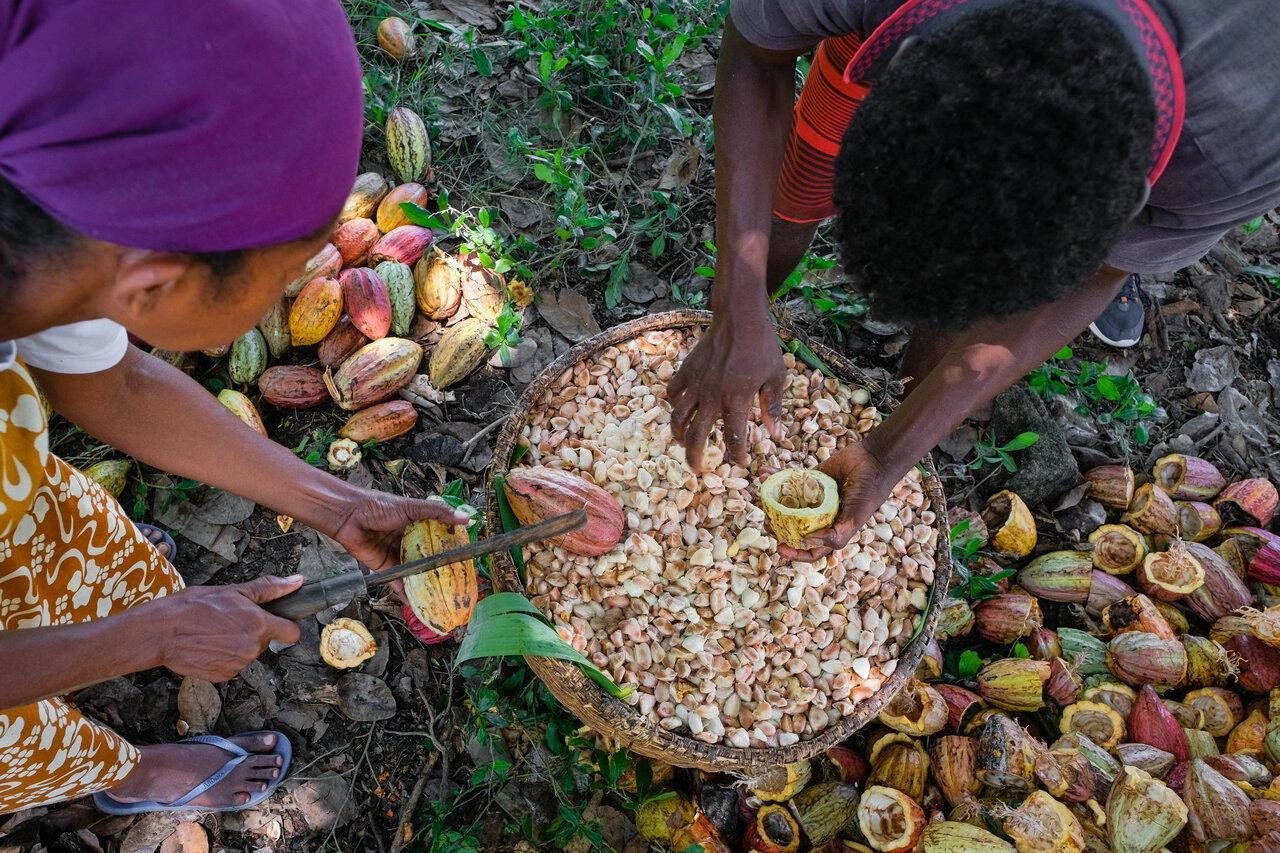 Cacao malgache valorisé à l'international