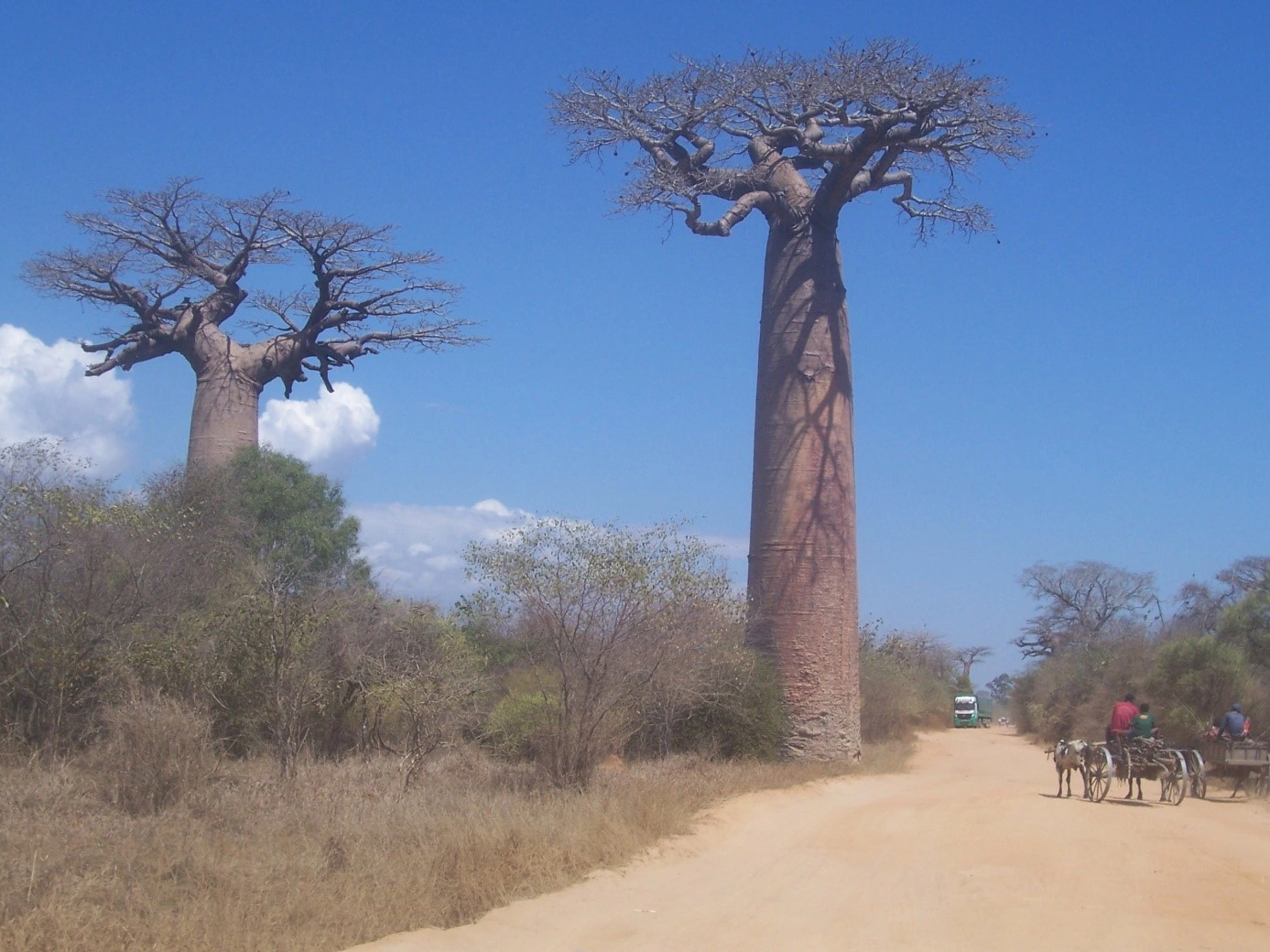 Karazana baobab eto Madagasikara