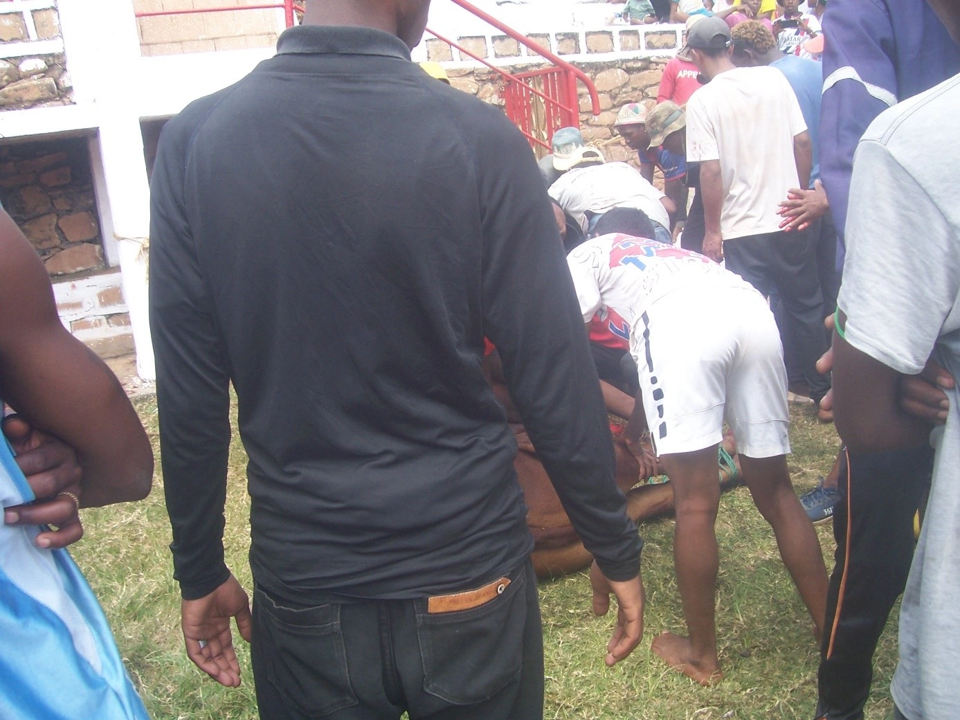 taureau_destine abattage